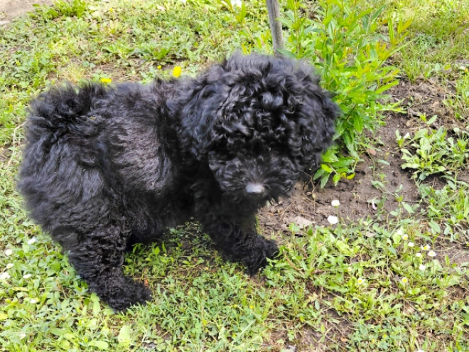 Puli puppy for sale