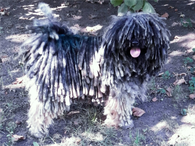 Puli puppy for sale