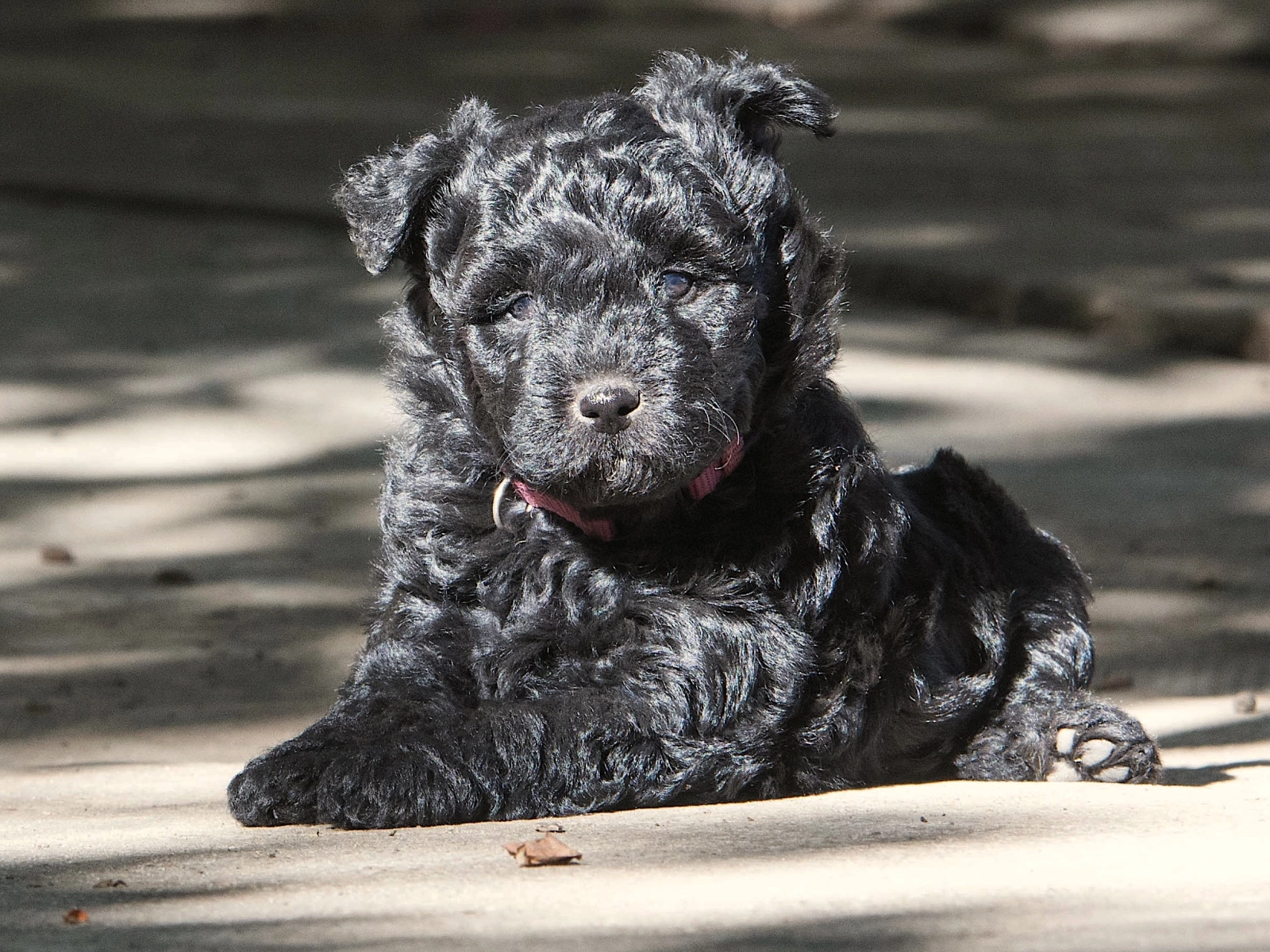 Rum-lee Pumi Puppy for sale EuroPuppy