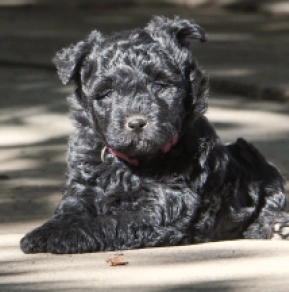 Rum-lee Pumi Puppy for sale EuroPuppy