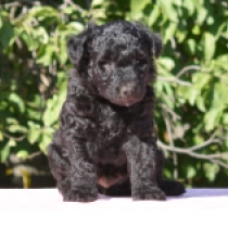 Chibes, black Pumi Welpen kaufen