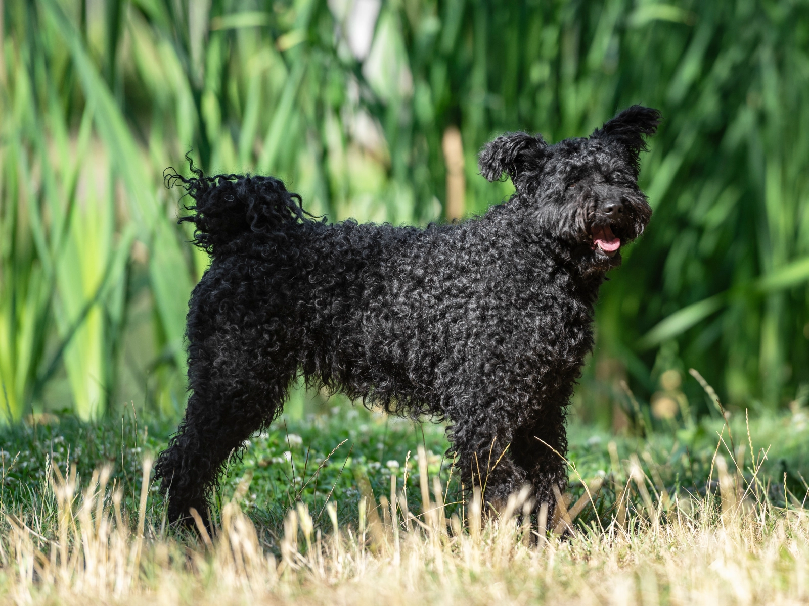Rum-lee Pumi Puppy for sale EuroPuppy