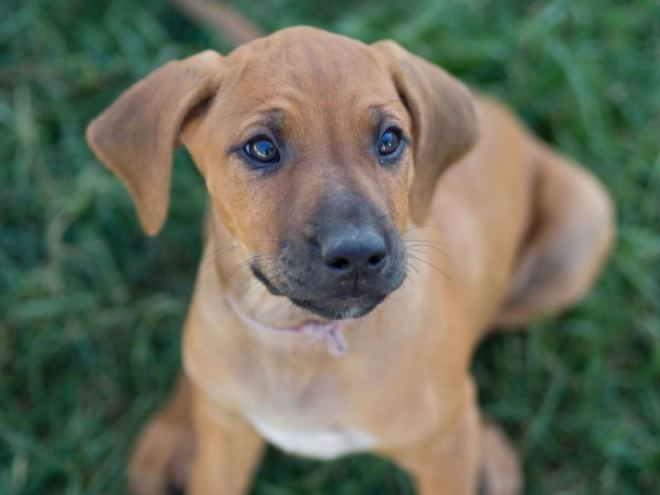 Perros Ridgeback de Rodesia en venta