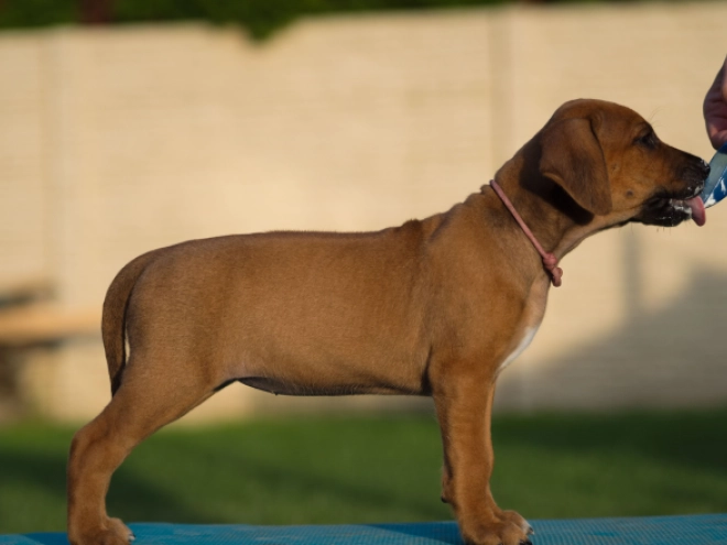 Perros Ridgeback de Rodesia en venta