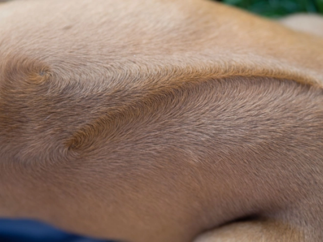 Perros Ridgeback de Rodesia en venta