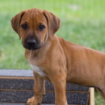 Dia, red Rhodesian Ridgeback for sale