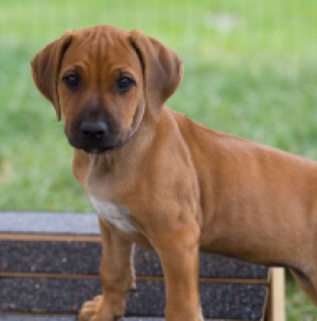 Rhodesianischer Ridgeback Welpe kaufen