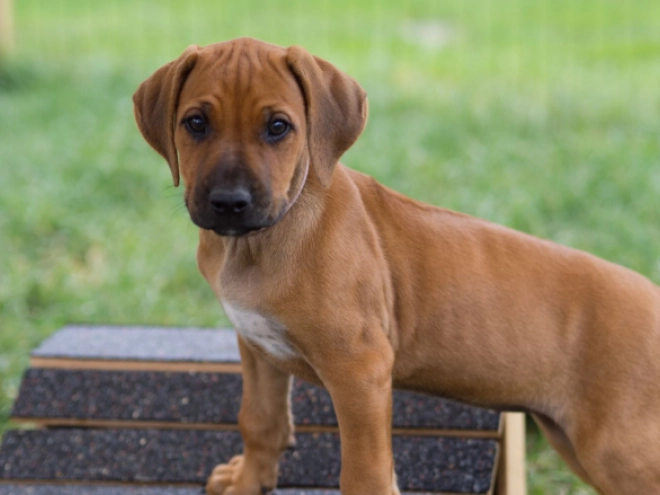 Perros Ridgeback de Rodesia en venta