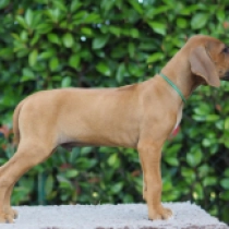 Harley Sly, red Rhodesian Ridgeback for sale