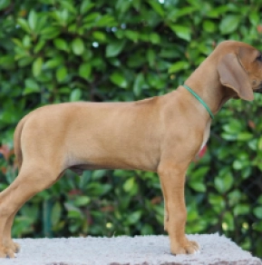 Rhodesianischer Ridgeback Welpe kaufen