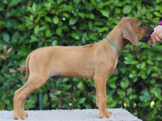 Rhodesianischer Ridgeback Welpe kaufen