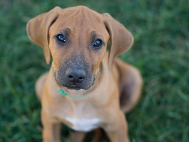 Rhodesianischer Ridgeback Welpe kaufen