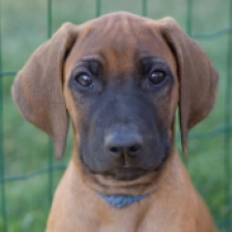 Hooch, red Rhodesian Ridgeback for sale