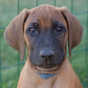 Rhodesianischer Ridgeback Welpe kaufen