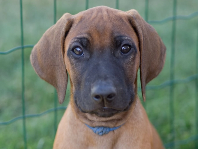 Rhodesianischer Ridgeback Welpe kaufen
