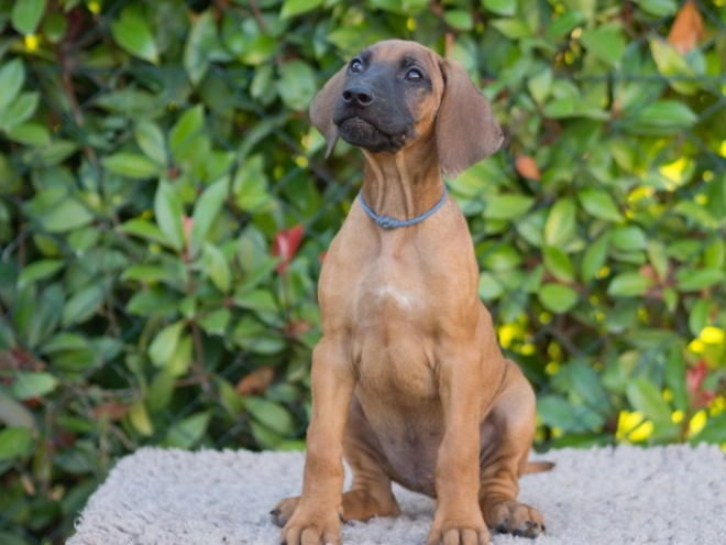 Rhodesianischer Ridgeback Welpe kaufen