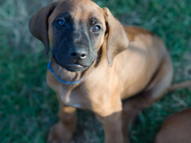 Rhodesianischer Ridgeback Welpe kaufen