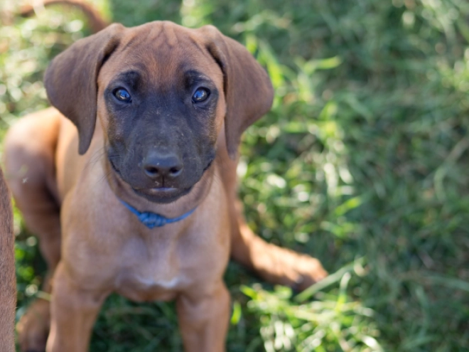 Rhodesianischer Ridgeback Welpe kaufen