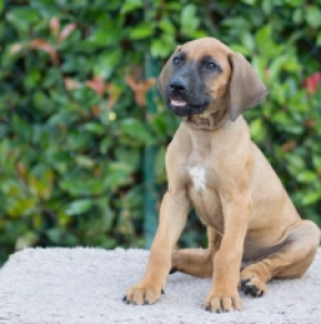 Rhodesianischer Ridgeback Welpe kaufen