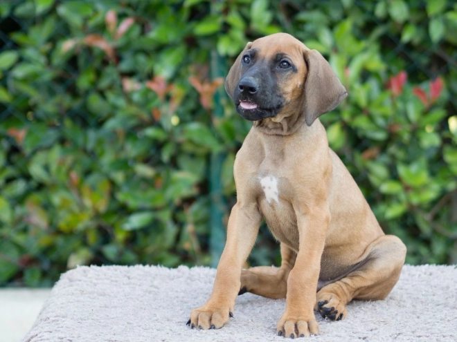 Perros Ridgeback de Rodesia en venta