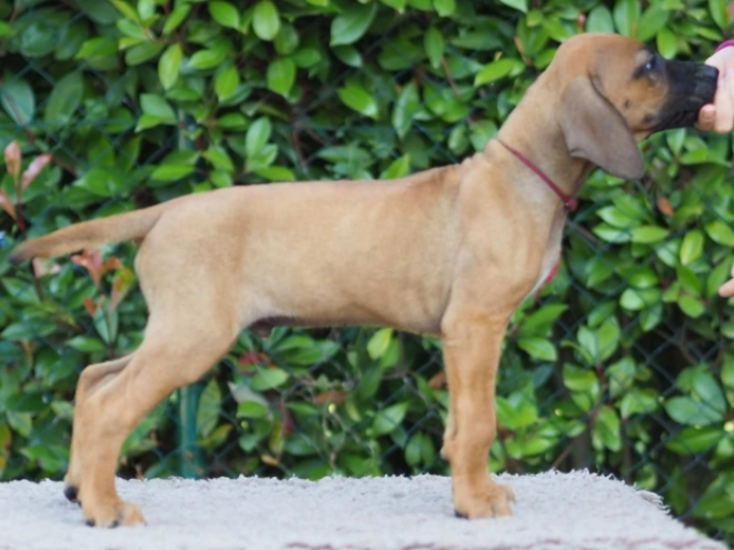 Perros Ridgeback de Rodesia en venta