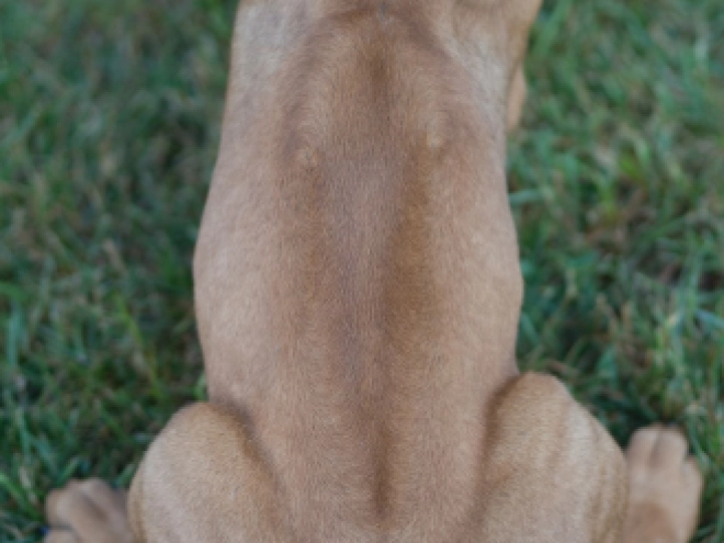 Perros Ridgeback de Rodesia en venta
