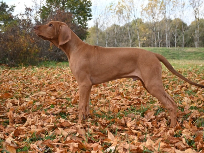 Rhodesian Ridgeback puppy for sale