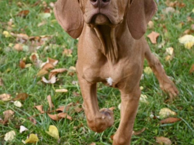 Rhodesian Ridgeback puppy for sale