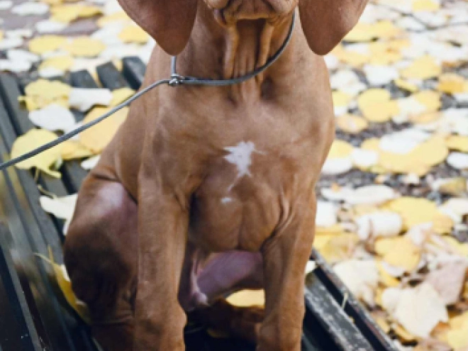 Rhodesian Ridgeback puppy for sale