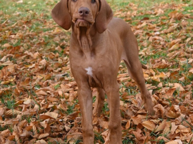 Rhodesian Ridgeback puppy for sale