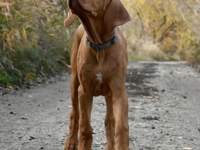 Rhodesian Ridgeback puppy for sale