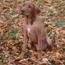 Manu, red Rhodesian Ridgeback for sale