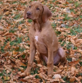 Rhodesian Ridgeback puppy for sale