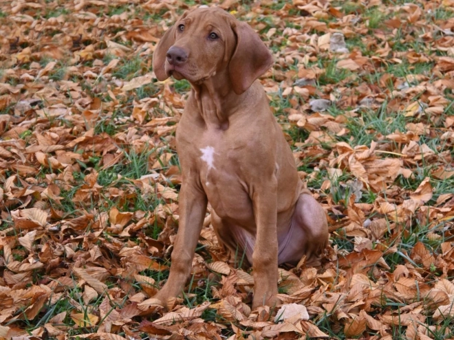 Rhodesian Ridgeback puppy for sale