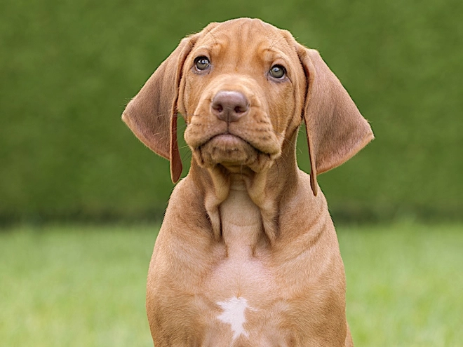 Rhodesian Ridgeback puppy for sale