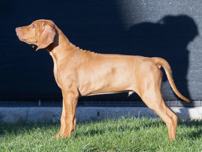 Rhodesian Ridgeback puppy for sale