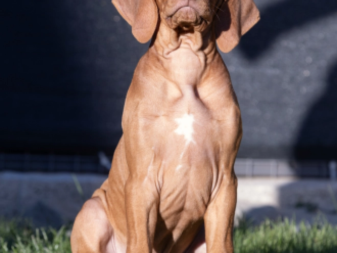 Rhodesian Ridgeback puppy for sale