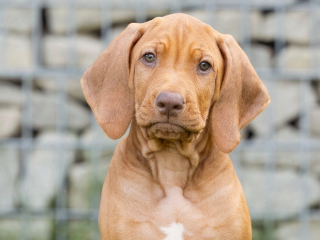 Rhodesian Ridgeback puppy for sale