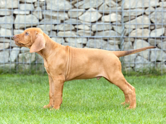 Rhodesian Ridgeback puppy for sale
