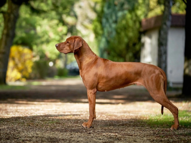 Rhodesian Ridgeback puppy for sale