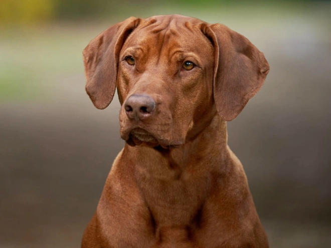Rhodesian Ridgeback puppy for sale