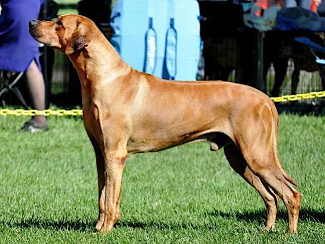 Rhodesian Ridgeback puppy for sale