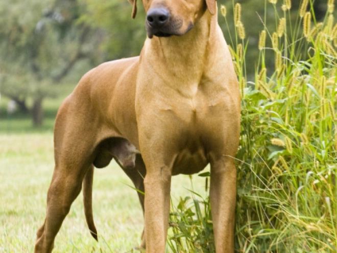 Rhodesian Ridgeback puppy for sale