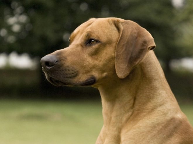 Rhodesian Ridgeback puppy for sale