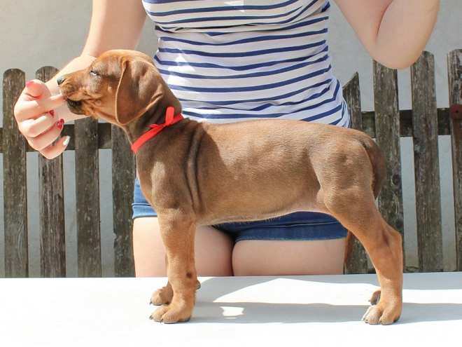Rhodesianischer Ridgeback Welpe kaufen