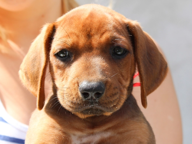 Rhodesianischer Ridgeback Welpe kaufen