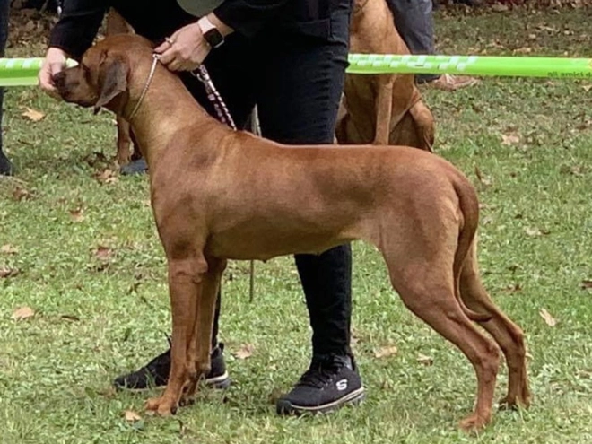 Rhodesian Ridgeback puppy for sale