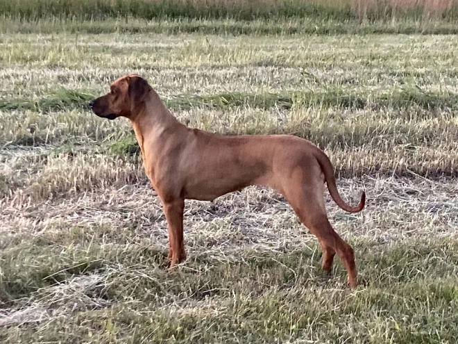 Rhodesian Ridgeback puppy for sale