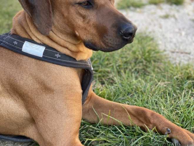 Rhodesian Ridgeback puppy for sale