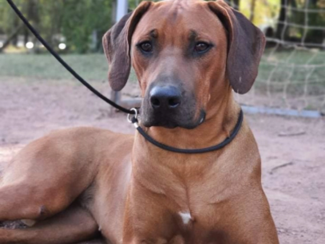 Rhodesian Ridgeback puppy for sale